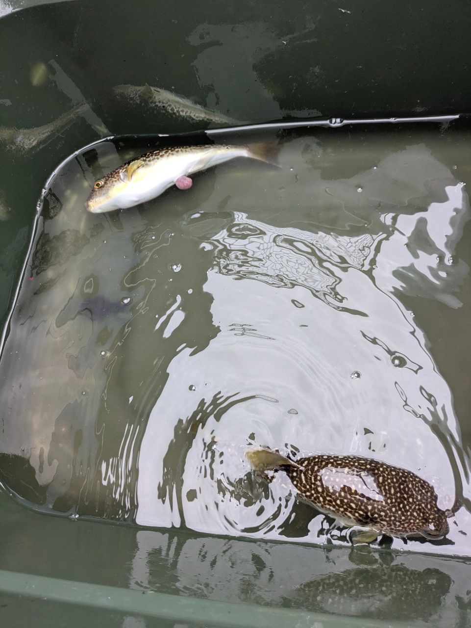 アングラー13993089さんの釣果 2枚目の画像