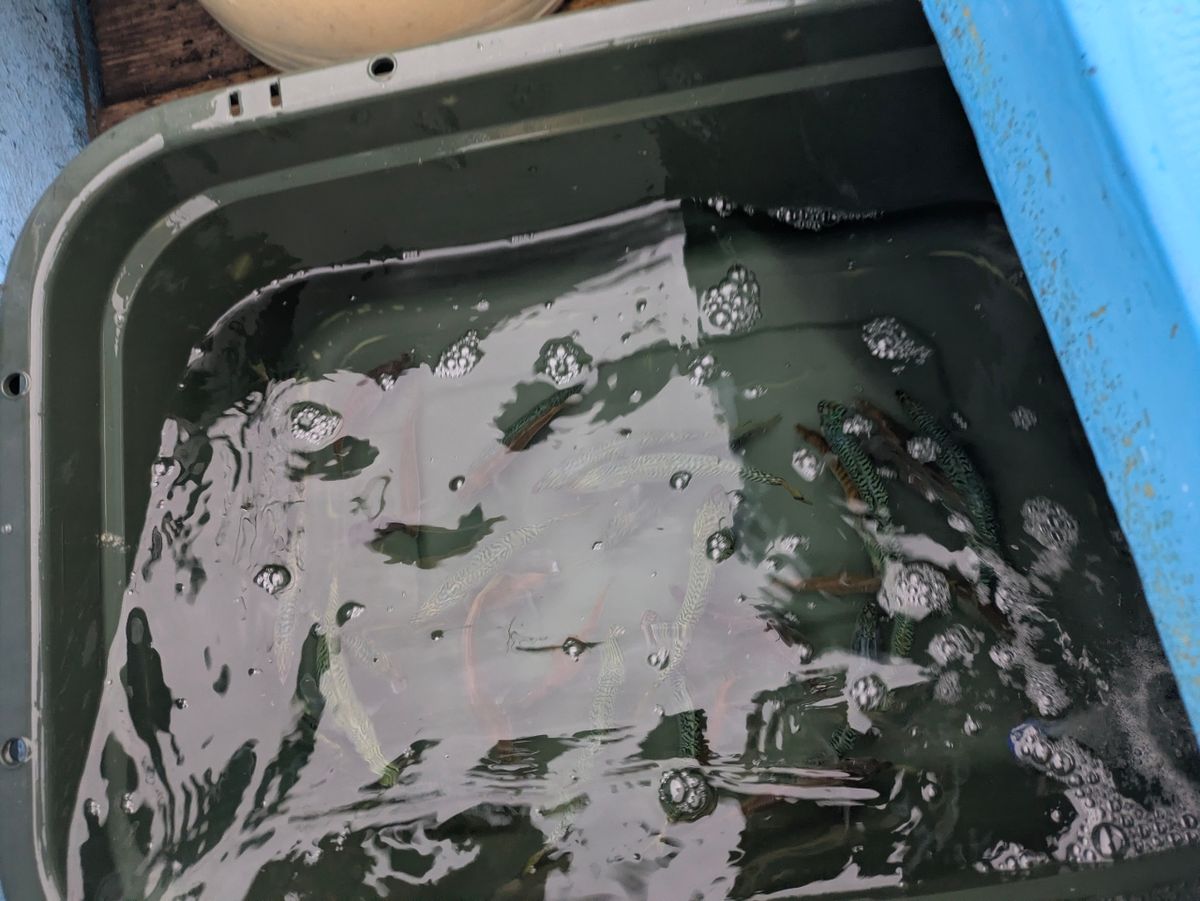 アングラー13993089さんの釣果 3枚目の画像