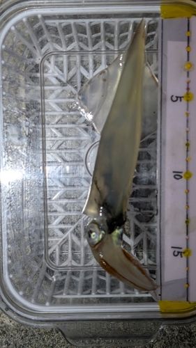 ヤリイカの釣果