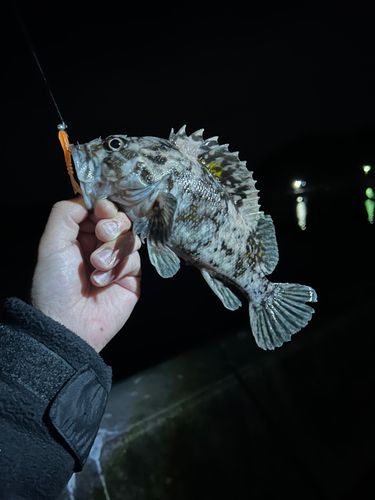 オウゴンムラソイの釣果