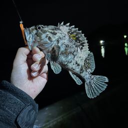 オウゴンムラソイ