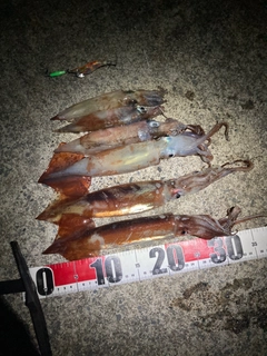 イカの釣果