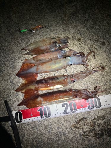 イカの釣果