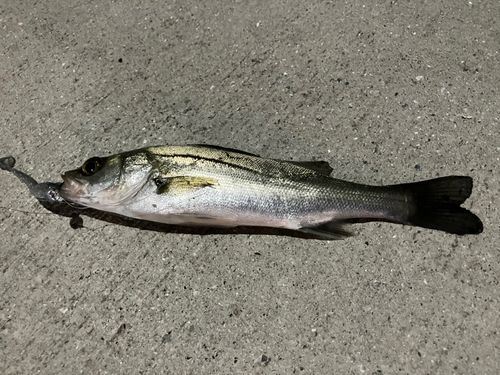 セイゴ（マルスズキ）の釣果
