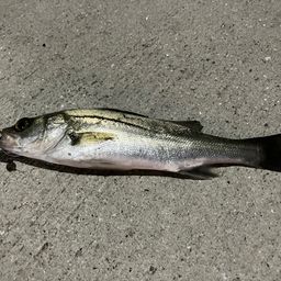 セイゴ（マルスズキ）