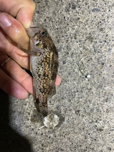 クロソイの釣果