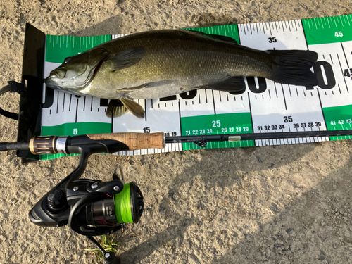 スモールマウスバスの釣果