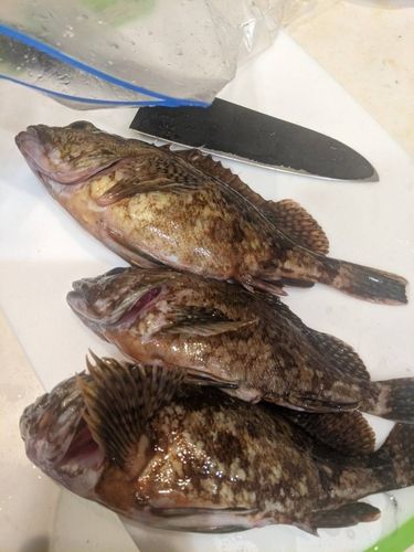 アラカブの釣果