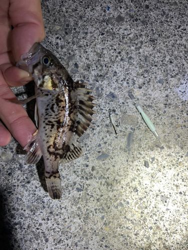 クロソイの釣果