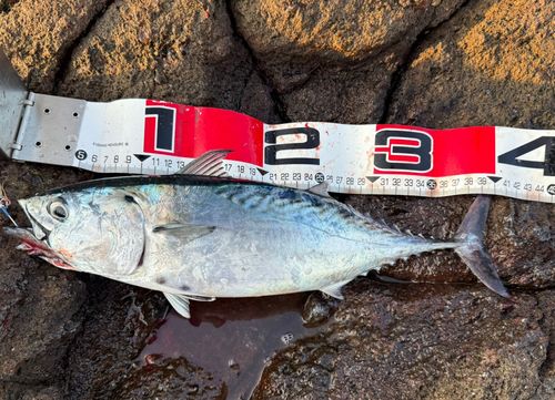 スマガツオの釣果