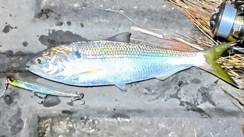 コノシロの釣果