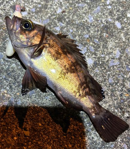 メバルの釣果