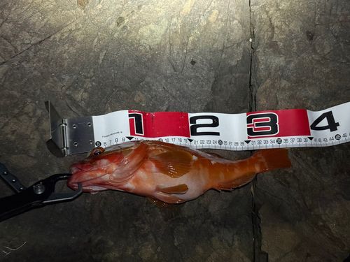 アカハタの釣果