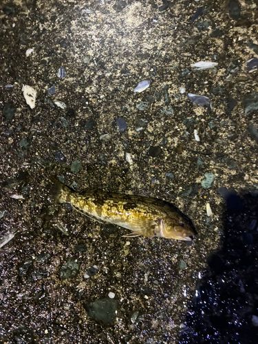 アイナメの釣果