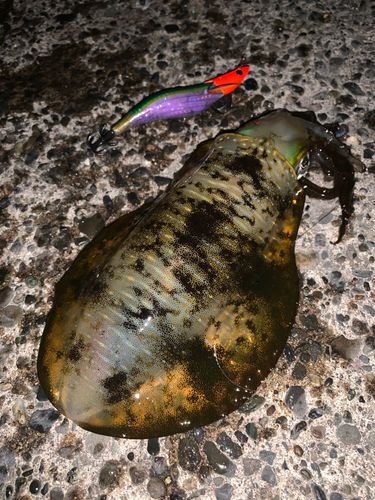 アオリイカの釣果
