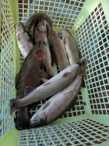 ニジマスの釣果