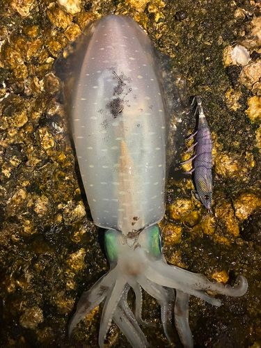 アオリイカの釣果