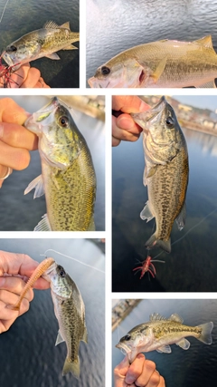ラージマウスバスの釣果