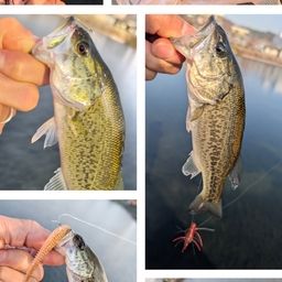 ラージマウスバス