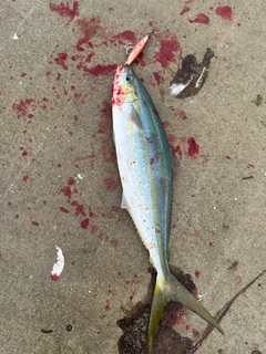 ツムブリの釣果