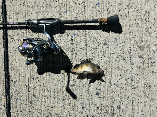 セイゴ（ヒラスズキ）の釣果