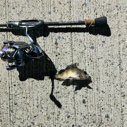 セイゴ（ヒラスズキ）