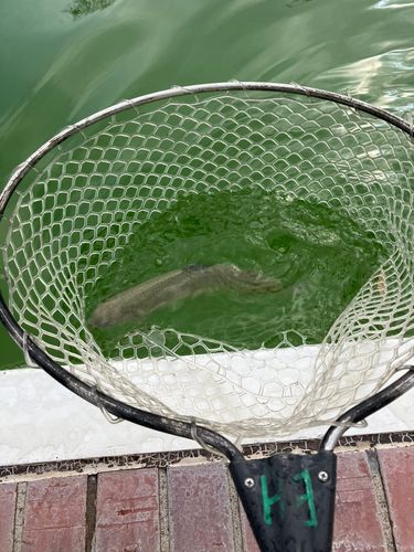 ニジマスの釣果