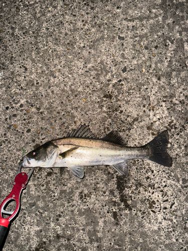 セイゴ（マルスズキ）の釣果