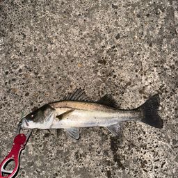 セイゴ（マルスズキ）