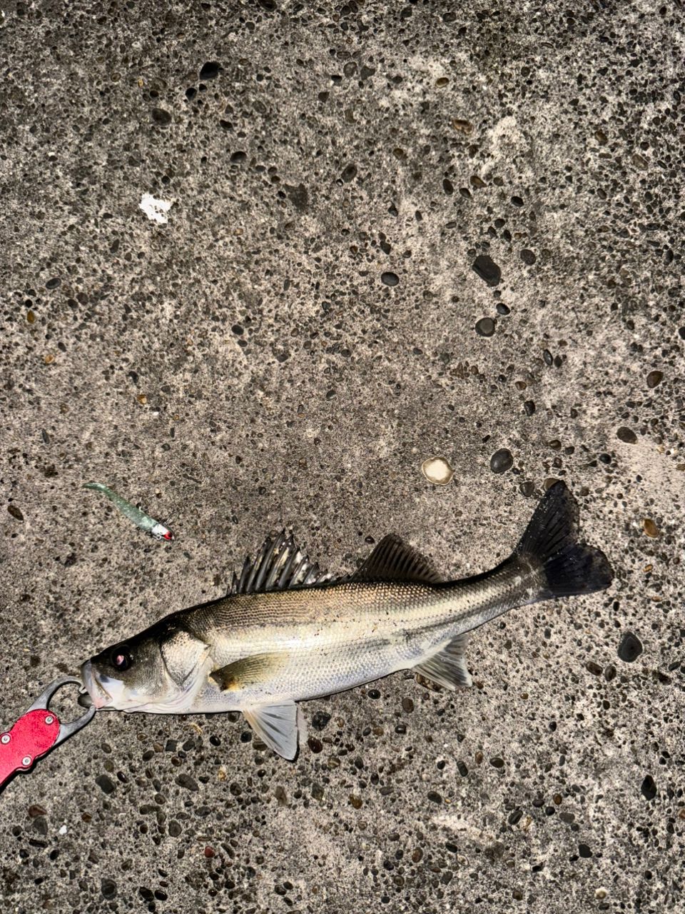 セイゴ（マルスズキ）