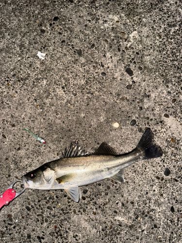 セイゴ（マルスズキ）の釣果