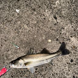 セイゴ（マルスズキ）