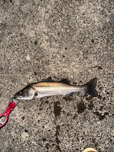 セイゴ（マルスズキ）の釣果