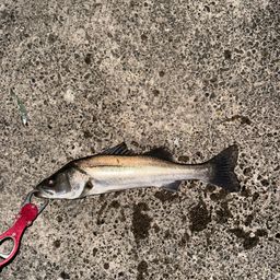 セイゴ（マルスズキ）