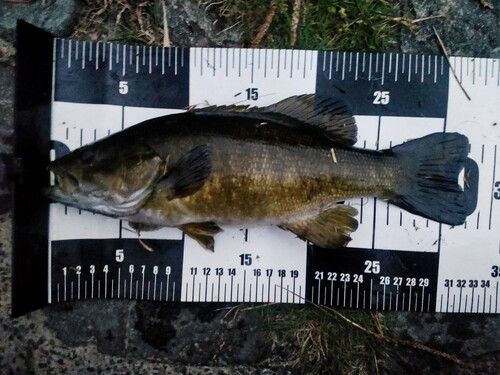 スモールマウスバスの釣果