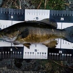 スモールマウスバス