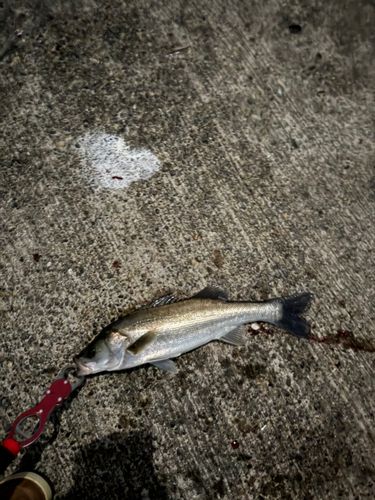 セイゴ（マルスズキ）の釣果