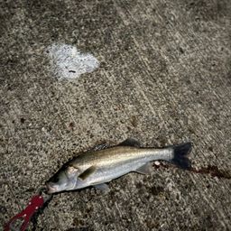 セイゴ（マルスズキ）