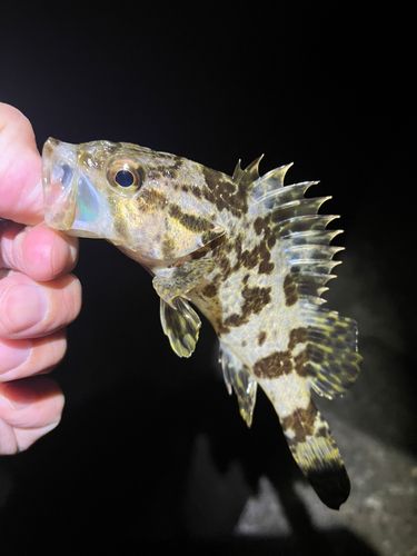 タケノコメバルの釣果