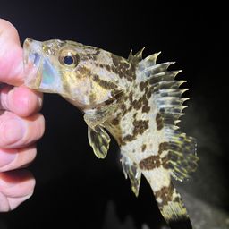 タケノコメバル