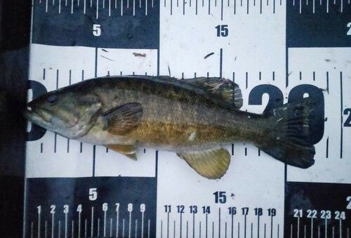 スモールマウスバスの釣果