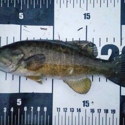 スモールマウスバス