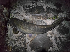 ナマズの釣果