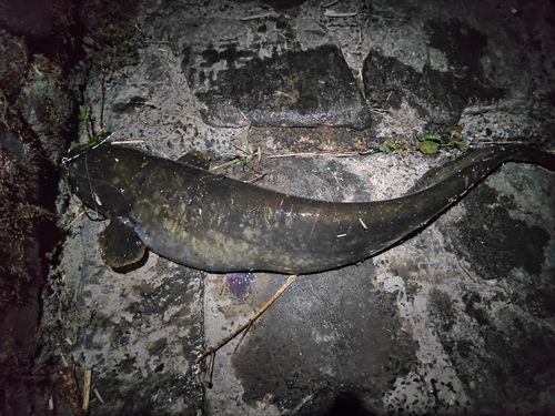 ナマズの釣果