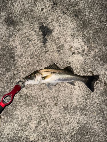 セイゴ（マルスズキ）の釣果