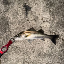 セイゴ（マルスズキ）