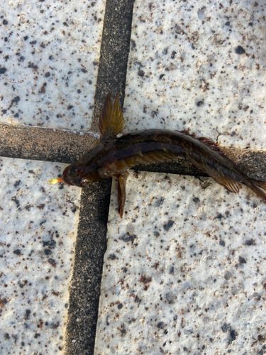 イソギンポの釣果