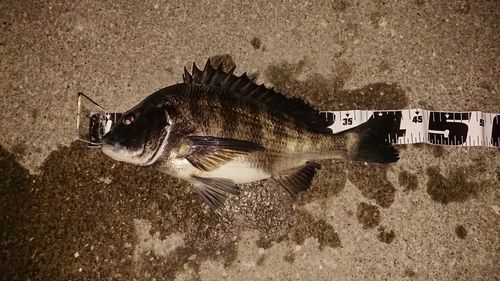 クロダイの釣果