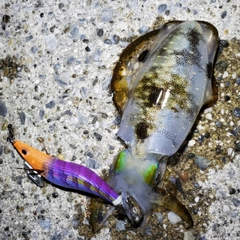 アオリイカの釣果