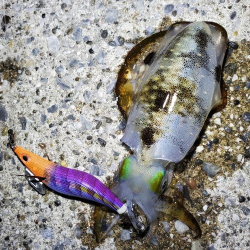 アオリイカの釣果